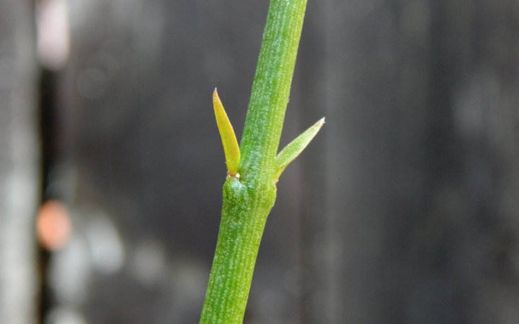 Ceropegia ampliata - svícník