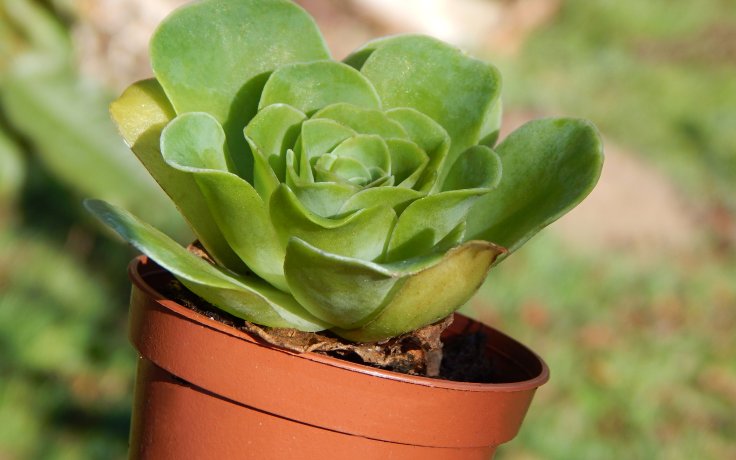 Greenovia dodrantalis - sukulenty a kaktusy