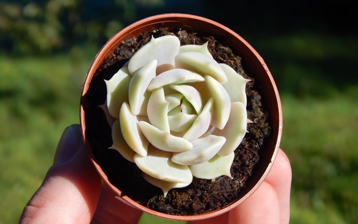 Echeveria Lola indoor plant