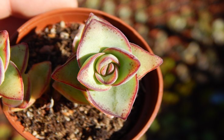 Crassula perforata Giant tlustice