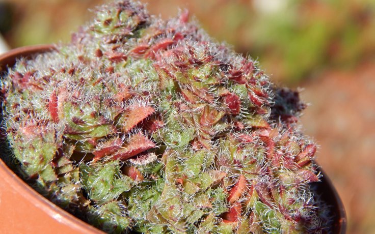 Crassula setulosa var. transvaal pokojový sukulent