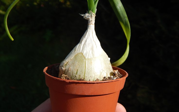 Albuca bracteata (Falešná mořská cibule)