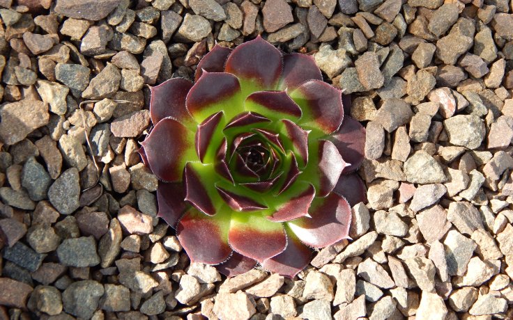 Jovibarba heuffelii Lengai