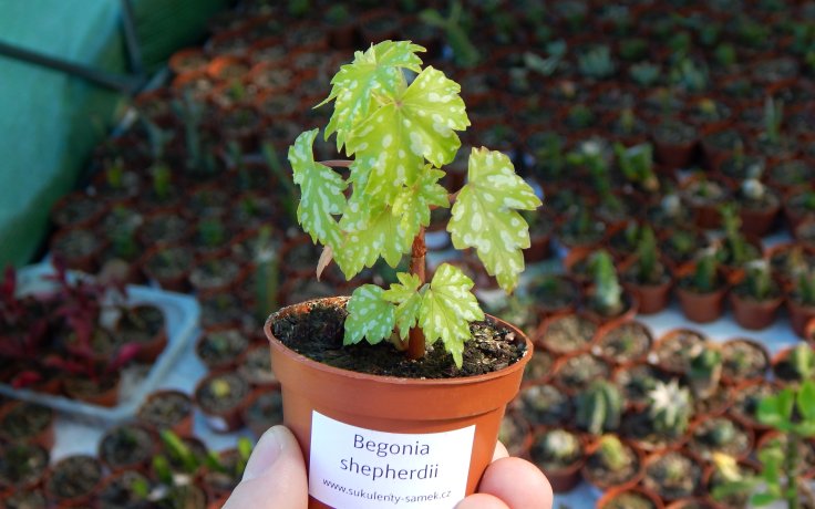 Begonia shepherdii v květináči