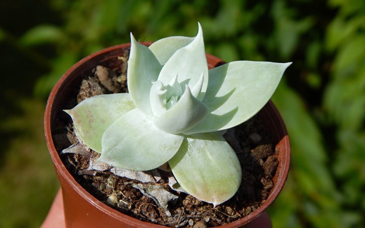 Dudleya brittonii