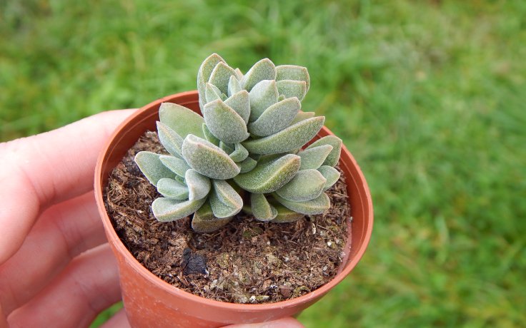 Crassula Stone Age Silver - samek plants