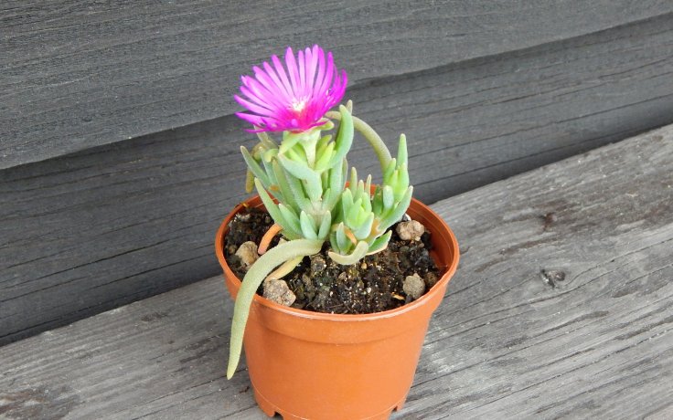 Delosperma Kraftwerk (Mrazuvzdorný sukulent)