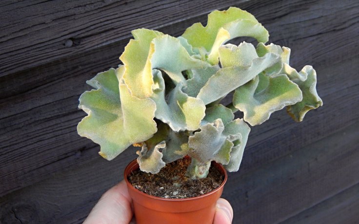 Kalanchoe beharensis Major - pokojový sukulent rostoucí do výšky