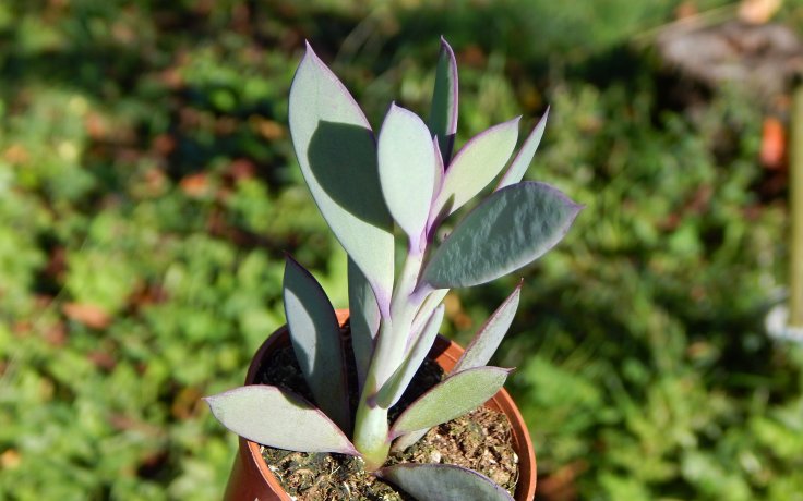 Senecio crassissimus sukulent