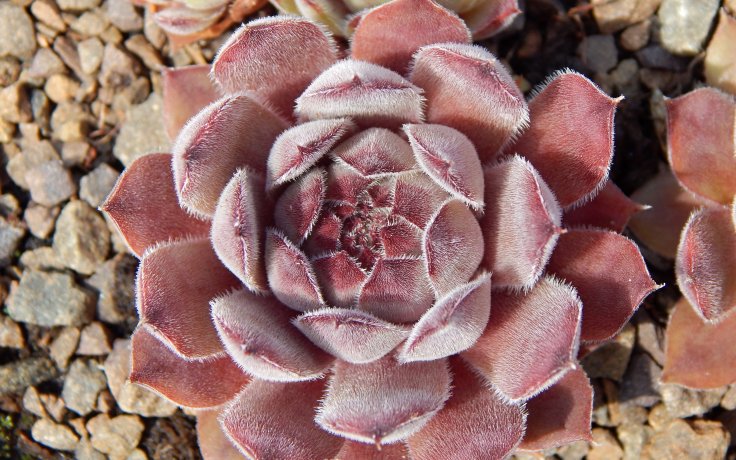Sempervivum Neptune