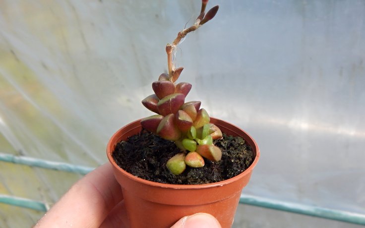 Anacampseros retusa listy