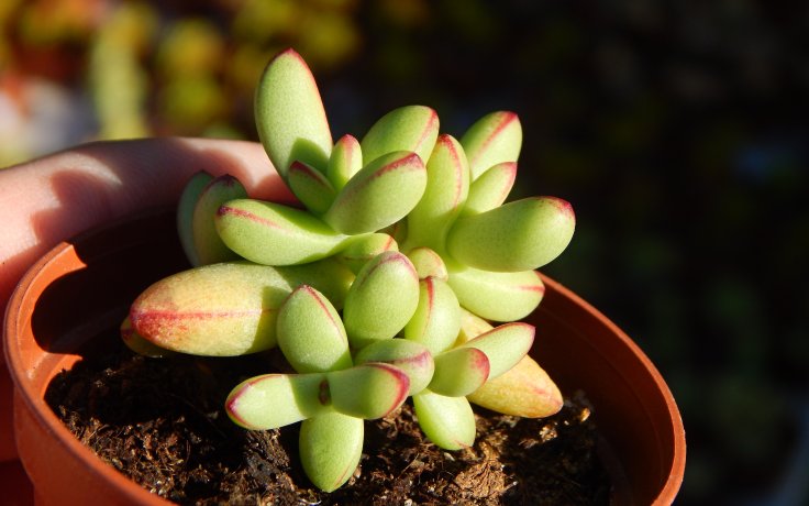 Crassula nudicaulis var. herrei sukulenty eshop
