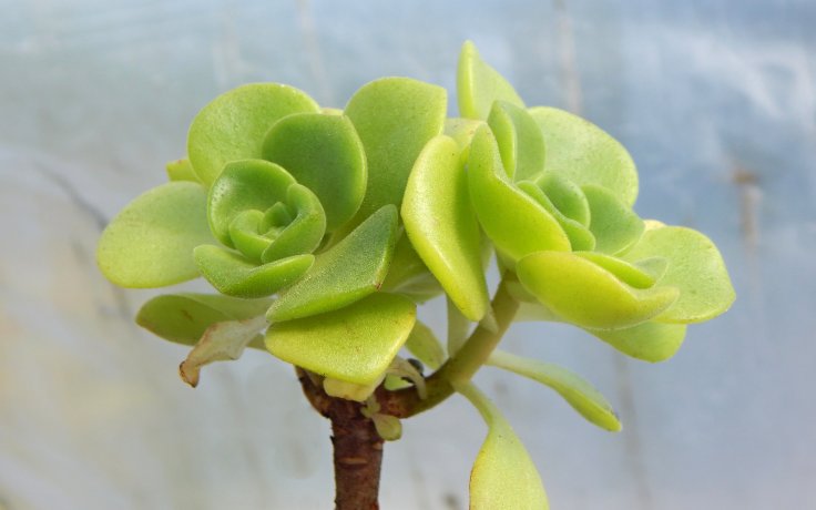 Aeonium Lily Pad - stromečková pokojovka