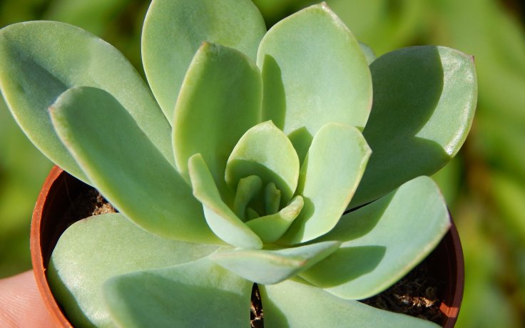 Echeveria Swirl (Pupovice)