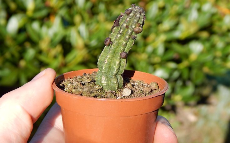 Echidnopsis cereiformis var. brunnea - sukulent