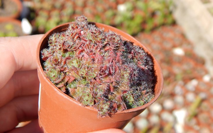 Crassula setulosa var. transvaal nízký podrostový sukulent