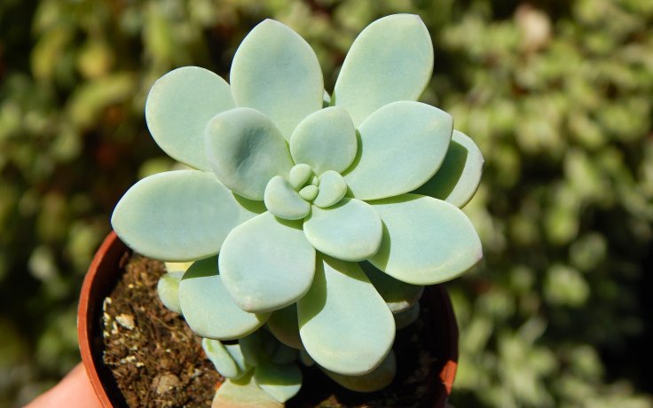 Sedum clavatum