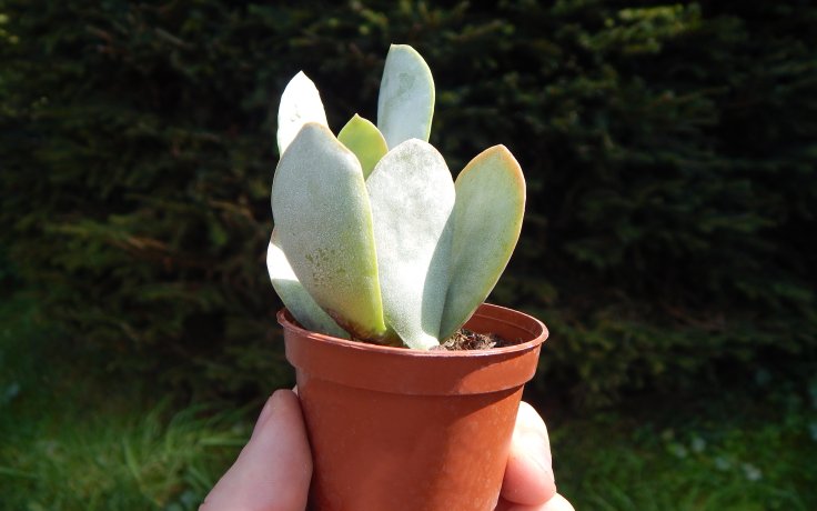 Adromischus hemisphaericus Silver sukulenty