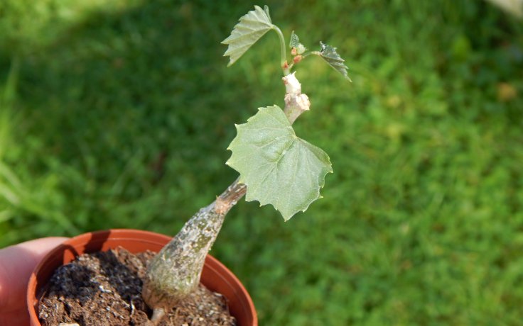 Cissus sicyoides kaudex