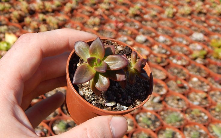 Echeveria compressicaulis pokojovka na parapet