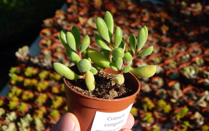 Crassula congesta kaktusy a sukulenty