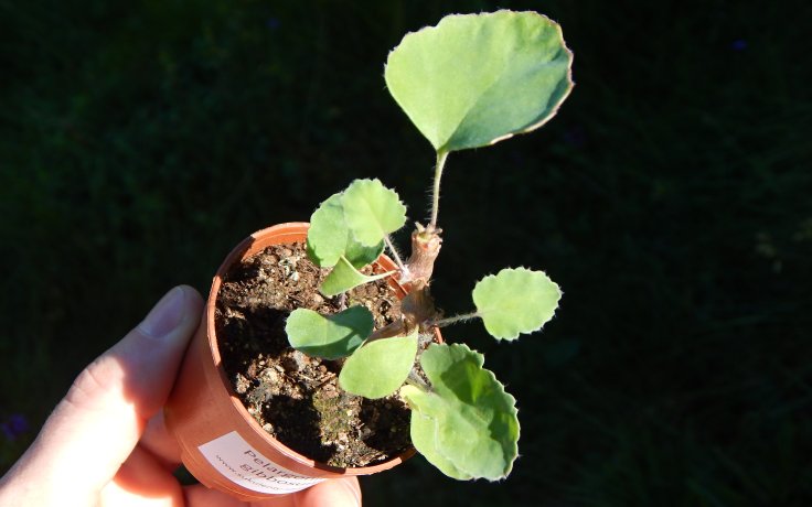 Pelargonium gibbosum Sukulentní Bonsaj