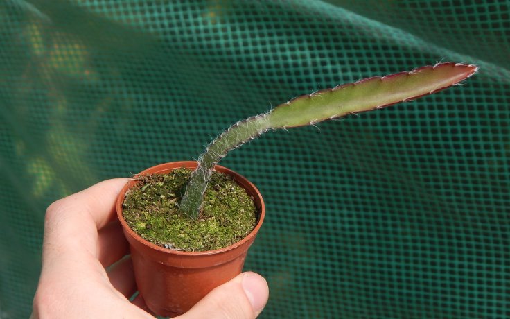 Lepismium cruciforme Red Tip