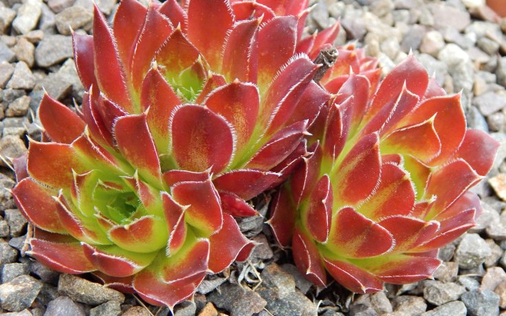 Jovibarba heuffelii Blaze