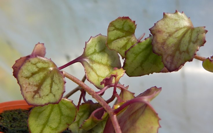 Senecio mikanioides - houseplant
