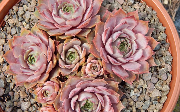Sempervivum Lilac Time - succulents plants