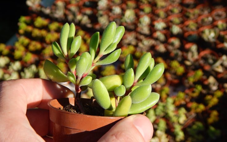 Crassula congesta sukulent tlustice