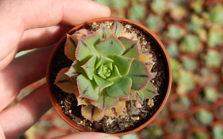 Aeonium Mary Anne Kunkel