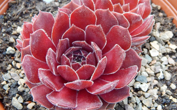 Sempervivum Ohio Burgundy