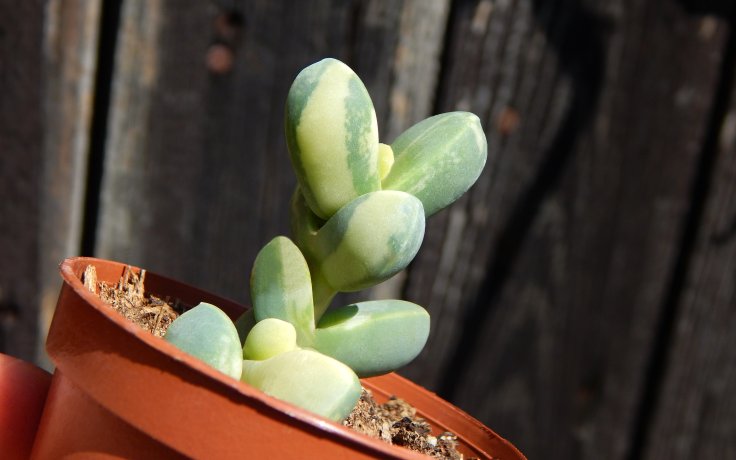 Corpuscularia lehmannii variegata panašovaný