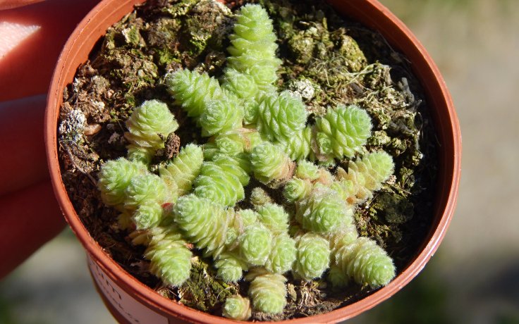 Sedum humifusum - succulents