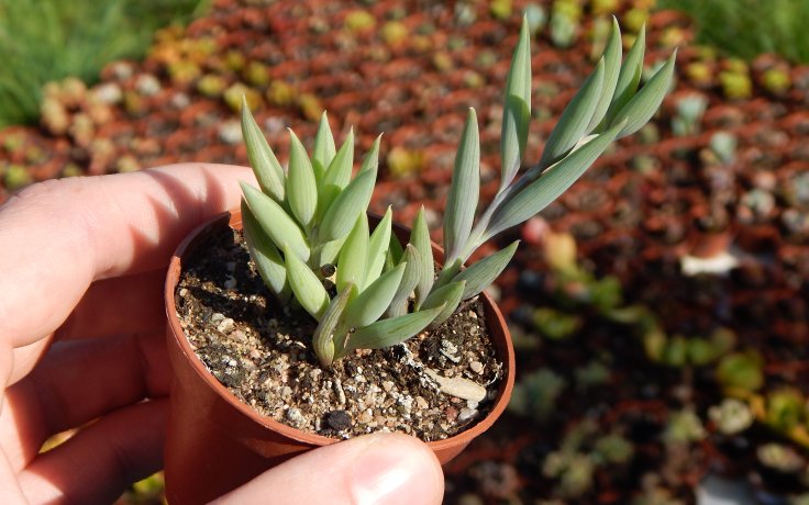 Senecio radicans - šnůrka banánků