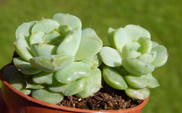 Echeveria Red Velvet sukulenty samek