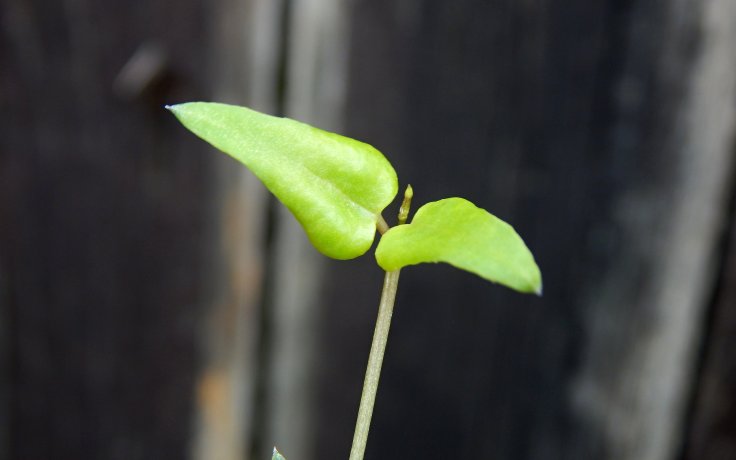 Ceropegia linearis Remy - svícník