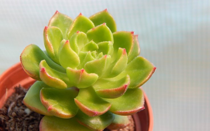 Sedeveria Rolly zelené růžice