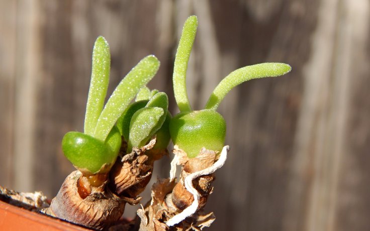 Monilaria moniliformis - zajíček pokojovka