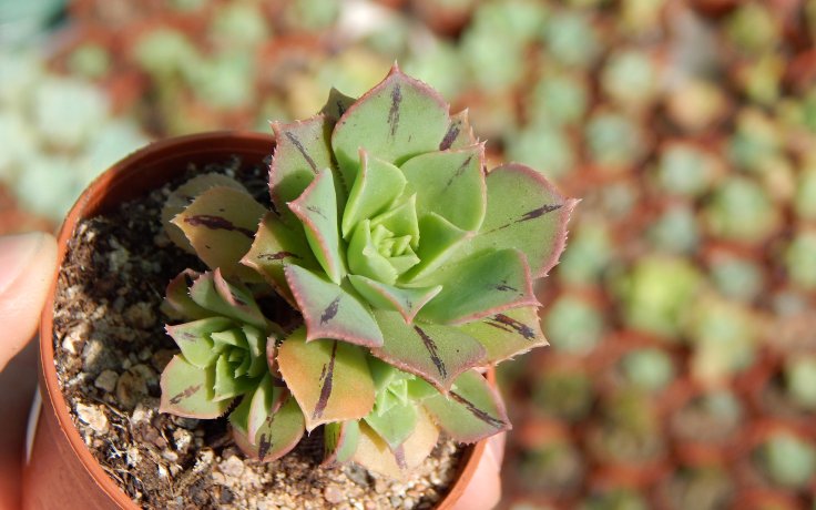 Aeonium Mary Anne Kunkel pokojovka na slunce