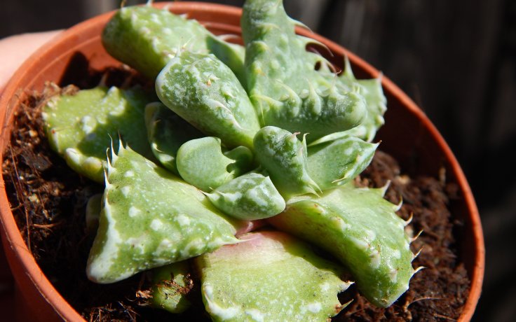 Faucaria felina subs. tuberculosa Hybrid - sukulenty
