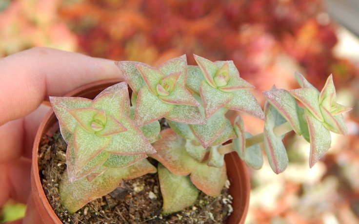 Crassula perforata - tlustice