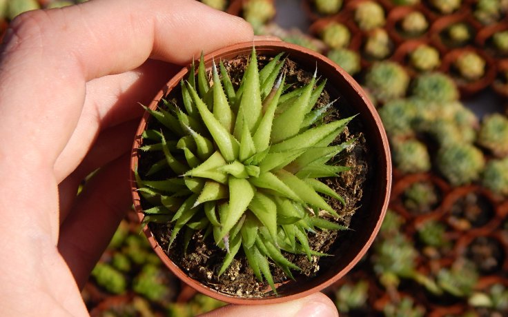 Haworthia chloracantha var. denticulifera (sukulent)
