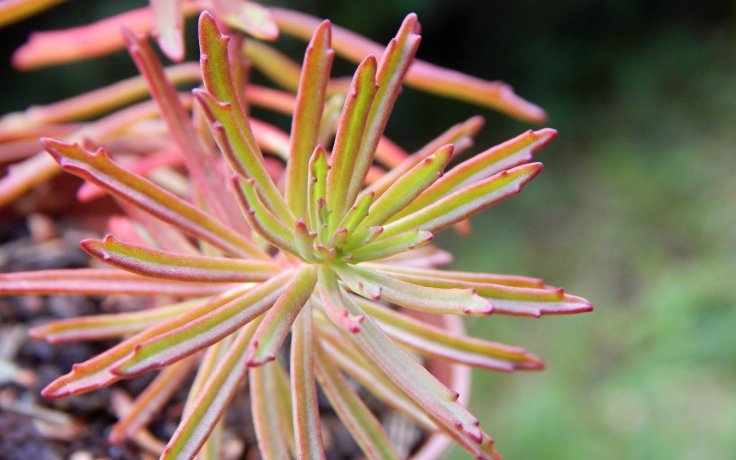 Sedum middendorfianus var. striatus