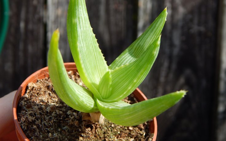 Aloe ibitiensis madagaskarský sukulent