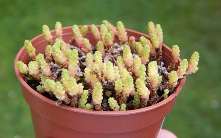 Sedum acre Minor