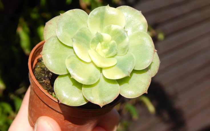 Echeveria Nicksana variegata panašovaný sukulent vzácný