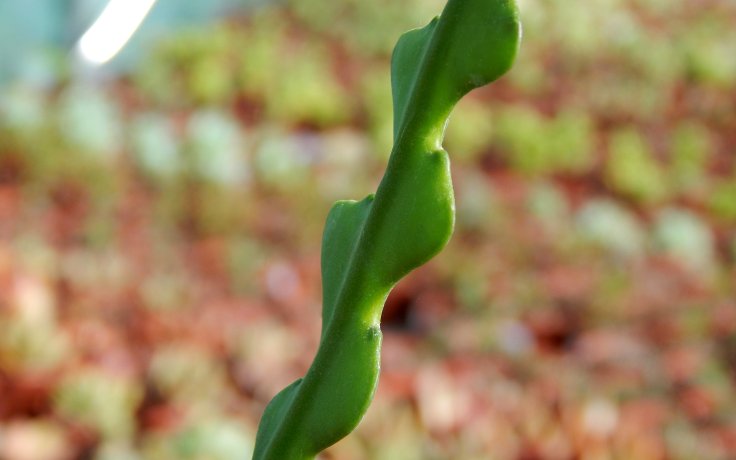 Epiphyllum anguliger listový kaktus