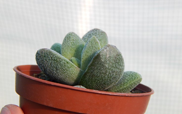 Crassula tecta - tlustice